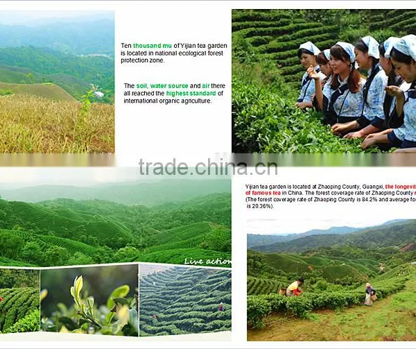 Hot Sale Yijian Brands Lose Weight Organic Loose Black Tea photo-6