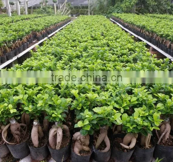 S Shaped Ficus Ginseng Microcarpa Bonsai Tree Banyan Ficus Indoor Ornamental Decorative Plants Nursery photo-4