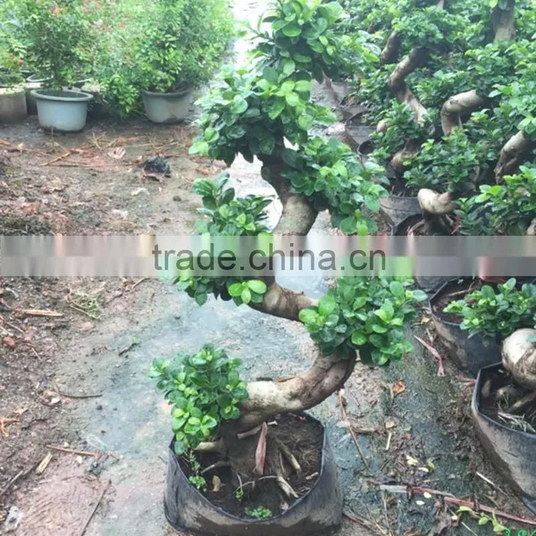 Natural Plants Tree Wholesale S Shape photo-3