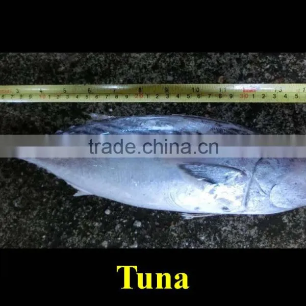 Tuna