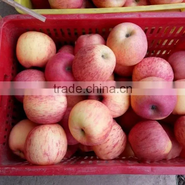 Factory of Fuji Apple Suplier s photo-2