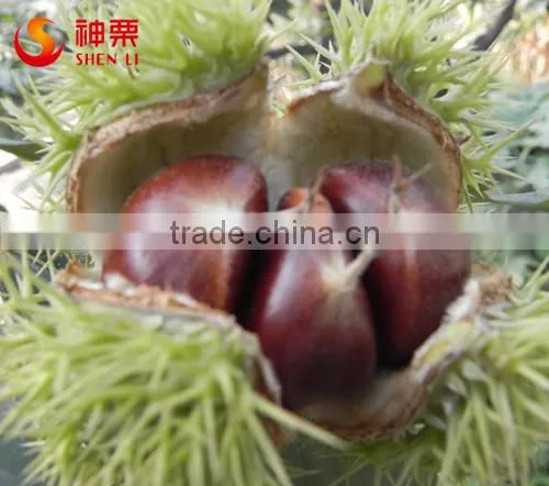 2016 New Crop Fresh Chestnut photo-2
