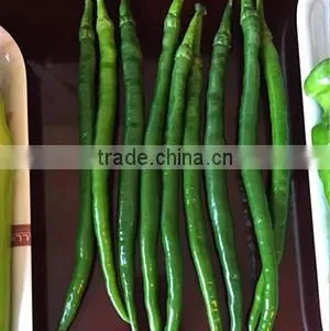 High Yield Long Pepper Seeds Chinese Vegetable Seeds for Growing-Xin Guan No.3 photo-2