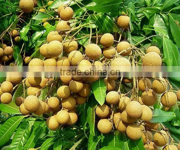 Longan Fruit Trees photo-2
