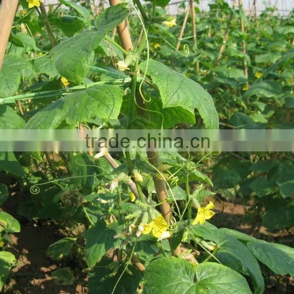 Best Selling Fresh Pickled Cucumbers/gherkins From Vietnam by HAGIMEX (various Sizes) photo-5