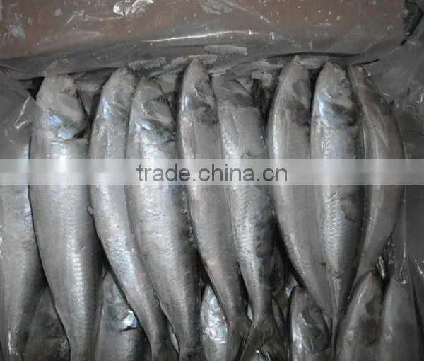 Good Quality for Bait Frozen Sardines photo-2
