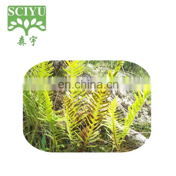 Factory Supply Drynaria Fortunei Powder photo-2