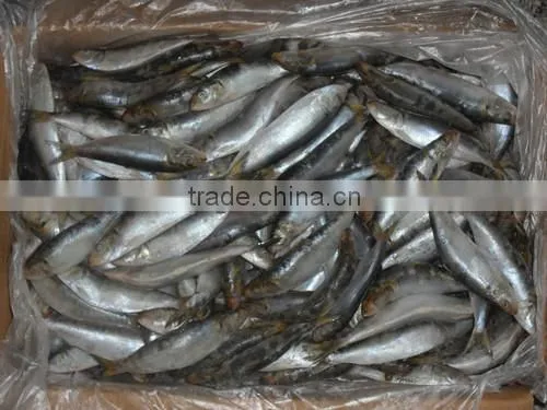 Frozen Sardines (Sardinella Longiceps) for Bait and Canning 250pcs photo-4