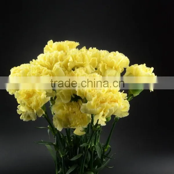 Color Liberty Best Selling Yellow Carnation Flowers photo-5