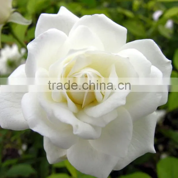 Durable Tineke White Rose Balls Wedding photo-2