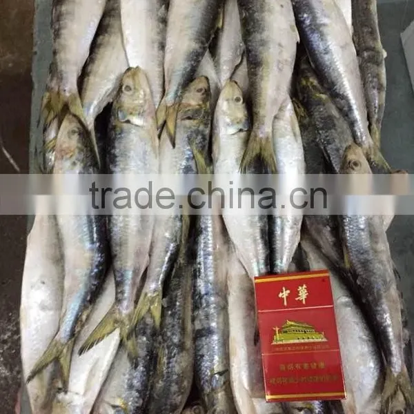 2015 Frozen Sardine wr for Fishing Bait 90-120pcs/ctn photo-6