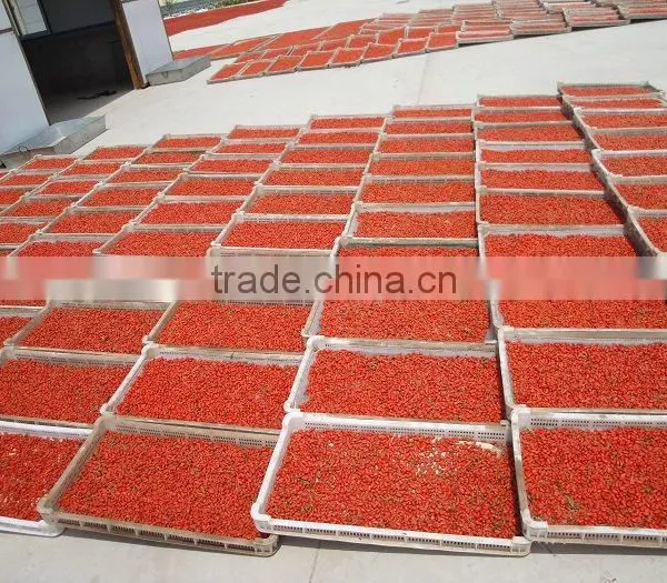 Chinese Ningxia Wolfberry ,organic Goji