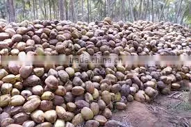 Semi Husked COCONUT photo-3