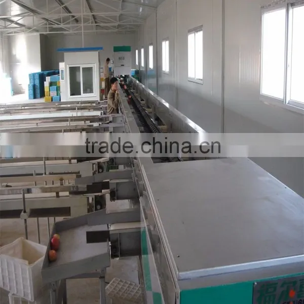 Persian Limes Sorter Machine photo-6