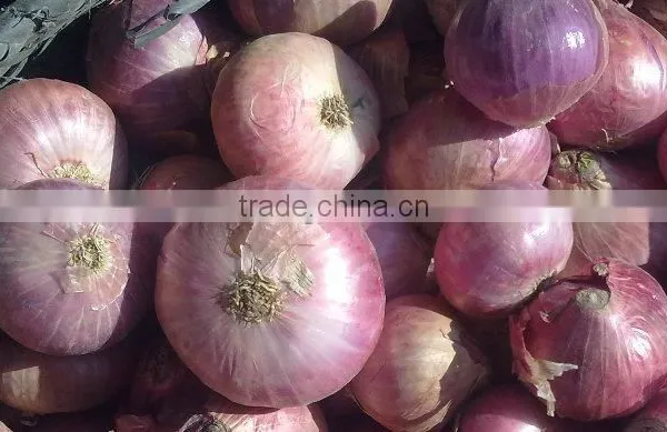 Big Onions