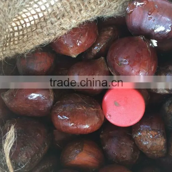The Most Delicious Fresh Chinese Chestnut photo-2