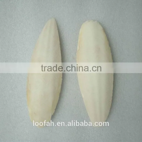 Cuttle Fish Bone