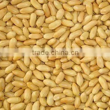 INDIAN WHOLE BLANCHED PEANUT