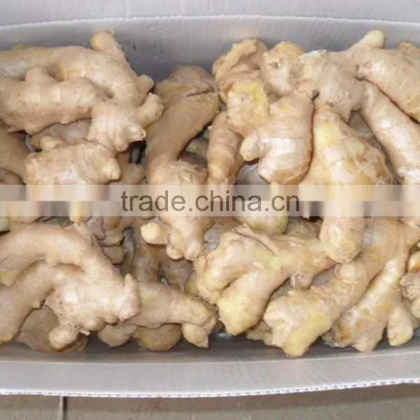 Hot Sail Top Quality Chinese Ginger Root photo-2