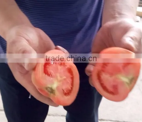 Fruit Vegetable Tomato Half Cutting Machine photo-2