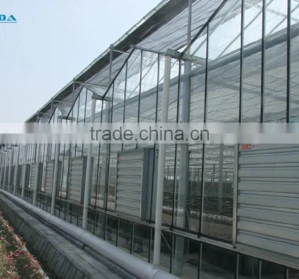 Factory Price Greeenhouse Tomato Seed photo-3