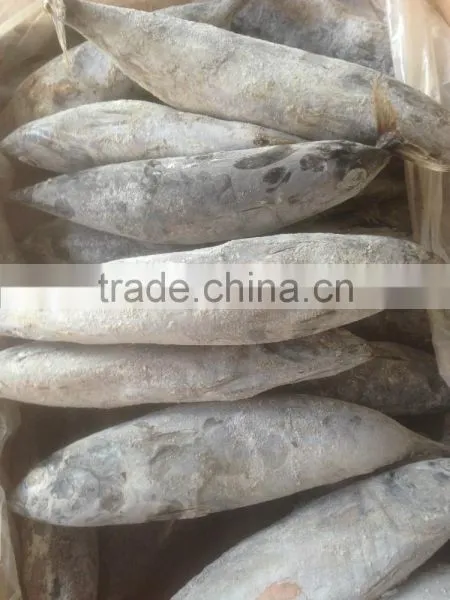 Sea Frozen Bonito Tuna photo-3