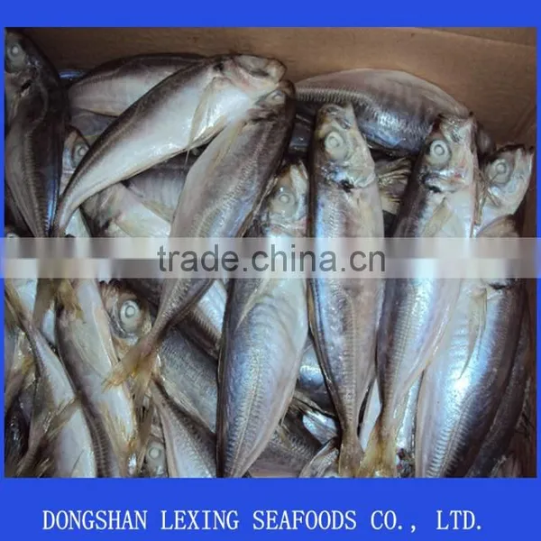 Horse Mackerel photo-2