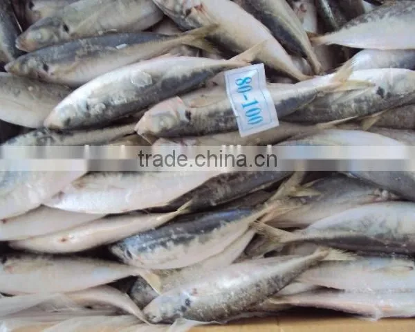 Frozen Whole Horse Mackerel Fish photo-5