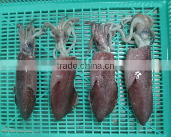 FRESH FROZEN SQUID (U5,U7,U10) FROM ALO SEAFOOD photo-2