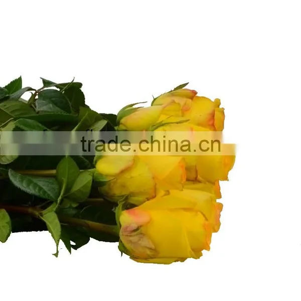 Promotional Ecuador Rose Yunnan Fresh Cut Roses Flowers Black Rose Bushes for Sale photo-4