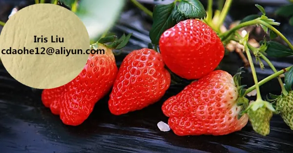 Organic Liquid Fertilizer Super Buy 40% Amino Acid Liquid Agriculture photo-4