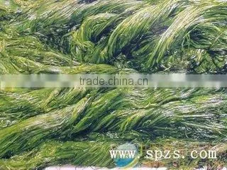 Japan China Korean FoodChuka Wakame Seafood for Sale photo-5