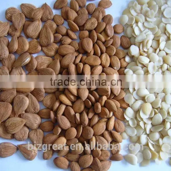 Chinese Blanched Apricot Kernels Flakes-Guangzhong Type for Sales photo-6