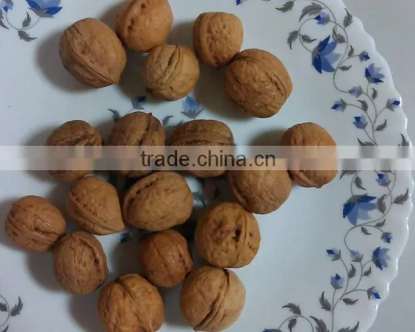 Walnut in Shell Size 28 mm