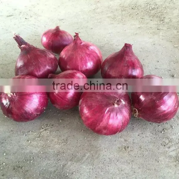 Fresh Red Onions for Sale Types Red Onions Lowest Price Fresh Red Onion photo-3