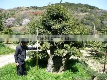 Ornamental Tree