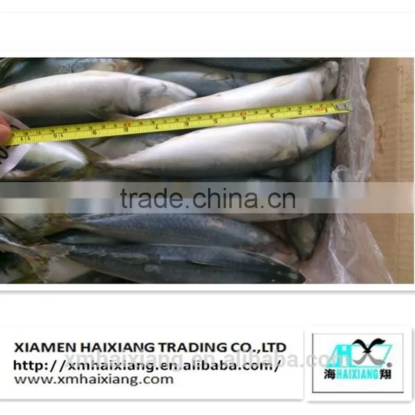 Mackerel Fish Price photo-4