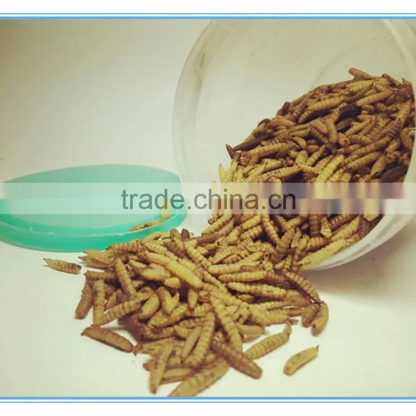 Dried Hermetia Larvae - Black Soldier Fly Larvae photo-3