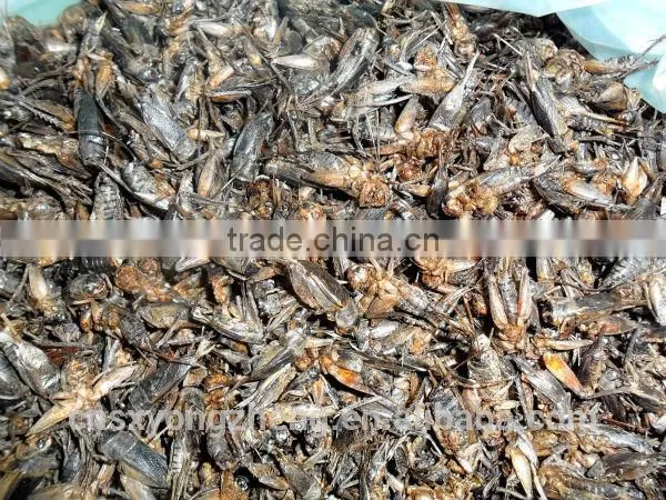 Wild Birds Food Freeze Dried Crickets;Dried Crickets for Wild Birds photo-5