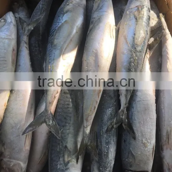Grade A , SEAFROZEN PACIFIC MACKEREL SIZE 500+ photo-3