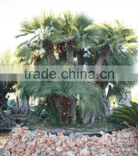 Chamaerops Humilis photo-3