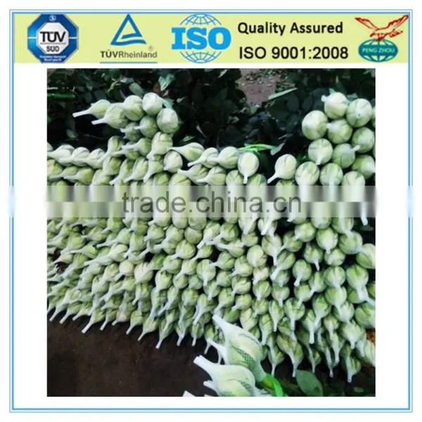 Safeguarded Cheap Rose Flower Bud Netting photo-3