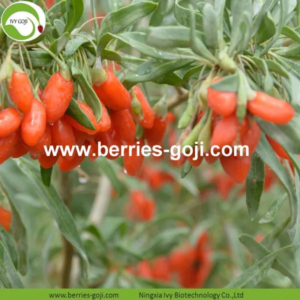 Factory Supply Nutrition Dried Lycium Chinense photo-2