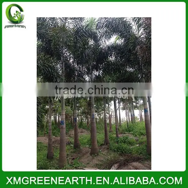 Wodyetia Bifurcata - Foxtail Palm (3) photo-2