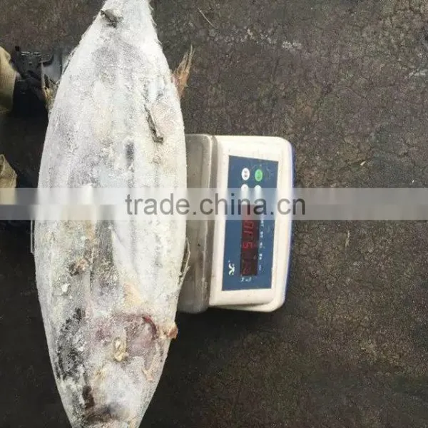 Fresh Frozen Skipjack Whole Round 1.8kg up Sea Frozen in Brine photo-2