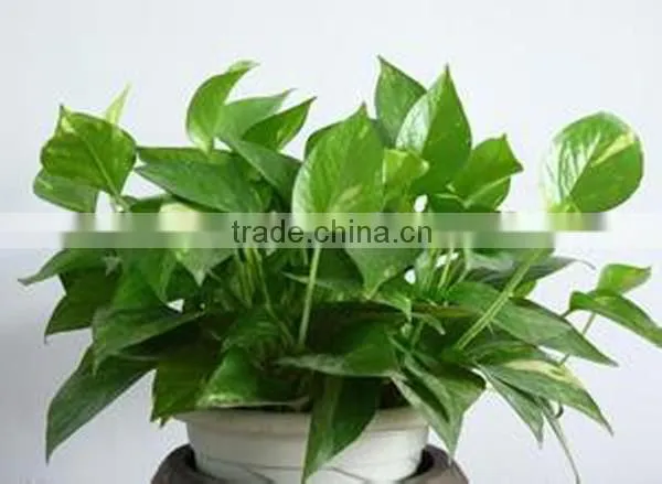 Shop/Home /Office Decor Small Artificial Plant Scindapsus Araceae photo-3