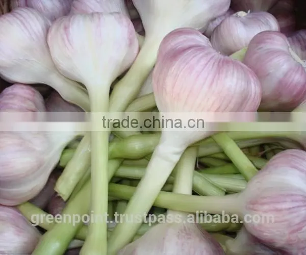 Garlic photo-2