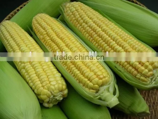 Non-GMO Frozen Sweet Corn Kernels IQF Sweet Corn Kernels photo-3