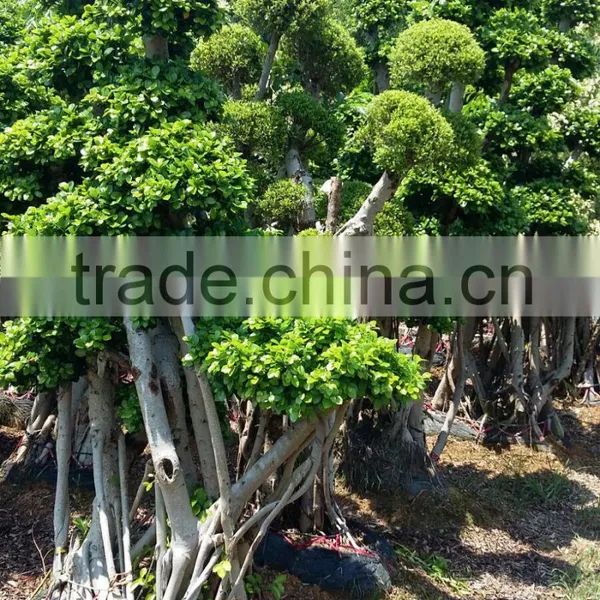 Woody Large Indoor Plants for Sale photo-3