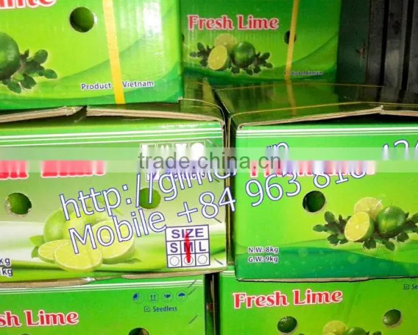 Fresh Lemon High Quality Seedless Gimex photo-3